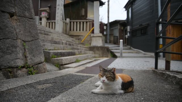 御袖天満宮の参道で寝転ぶ地域猫 （広島県尾道市, 2025年4月）