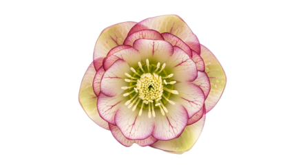 A vibrant pink and green flower with a detailed yellow center, blooming against a transparent.