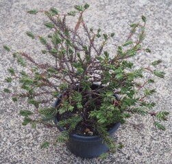 Crassula dependens mature succulent plant