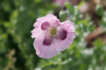 A single light pink poppy flower with a dark purple center, in soft focus against a green background