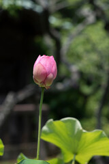 鎌倉2579　英勝寺1　蓮