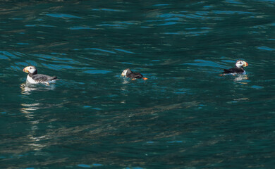 Horned Puffin
