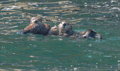 Fototapeta premium Alaska Sea Otter