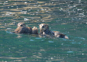 Obraz premium Alaska Sea Otter