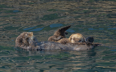 Fototapeta premium Alaska Sea Otter