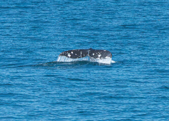 Kenai Fjord Whales
