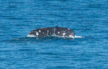 Kenai Fjord Whales
