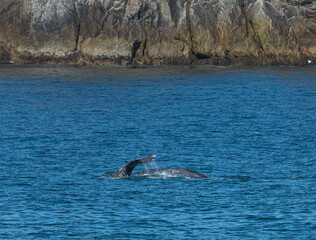 Kenai Fjord Whales