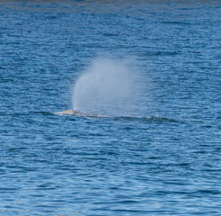 Fototapeta premium Kenai Fjord Whales