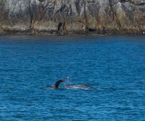 Kenai Fjord Whales