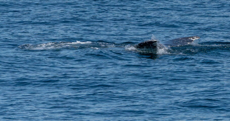 Kenai Fjord Whales
