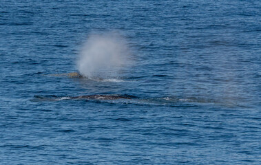 Kenai Fjord Whales