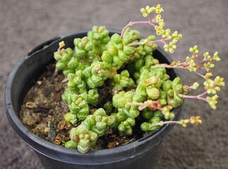 Crassula elegans mature succulent plant