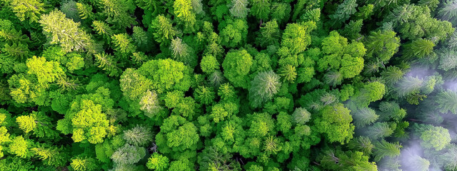 Aerial View of Lush Green Forest Canopy with Diverse Tree Species under Clear Blue Sky