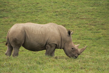 Rhino!