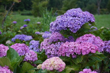 草原で遠くや近くにたくさん咲いているピンクや紫のアジサイ