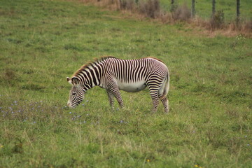 Zebra