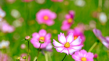 コスモス畑の花