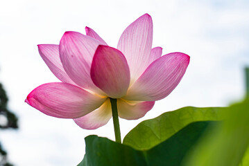 鎌倉25712　本覚寺11　蓮