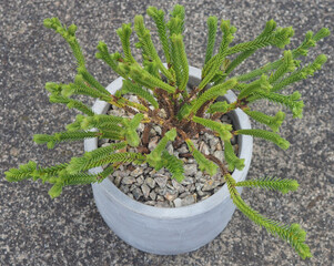 Crassula ericoides ssp. ericoides mature succulent plant