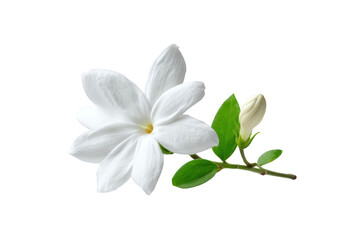 Beautiful white jasmine flower blossom with green leaves on spa bud pure on transparent background