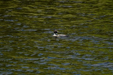 Shot of a common loon swimming in calm waters bathed in warm sunlight.
