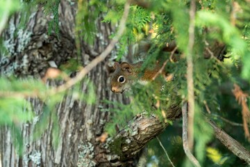 Squirrel is peeking through lush green branches in a forest setting, blending with the tree's bark.