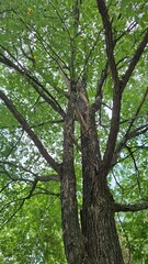 Fototapeta premium majestic, beautiful trees with green crowns, a view from below, against a blue sky with light white clouds, summer