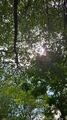 Fototapeta premium majestic, beautiful trees with green crowns, a view from below, against a blue sky with light white clouds, summer