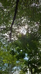majestic, beautiful trees with green crowns, a view from below, against a blue sky with light white clouds, summer