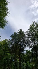 majestic, beautiful trees with green crowns, a view from below, against a blue sky with light white clouds, summer