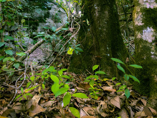 Beneath the interior forests of the Meratus mountains, the Borneo Tropical Rainforest.