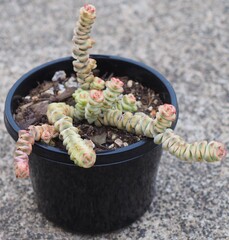 Crassula 'Fantasy' mature succulent plant