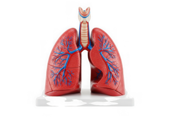 Photo of human lungs anatomical model isolated on transparent background