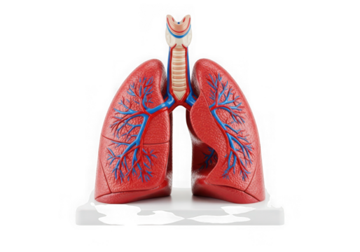 Photo of human lungs anatomical model isolated on transparent background