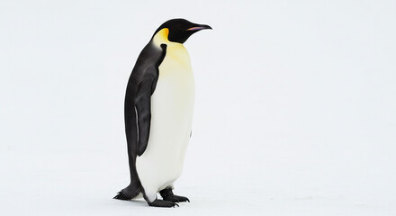 Obraz premium Emperor penguin standing tall with vivid coloring and sharp feather detail, isolated on white background.