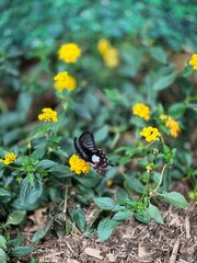 Papillions sur fleurs gros plan