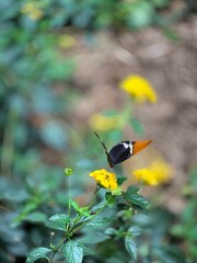Papillions sur fleurs gros plan