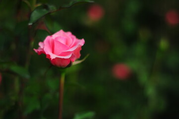 pink rose in garden