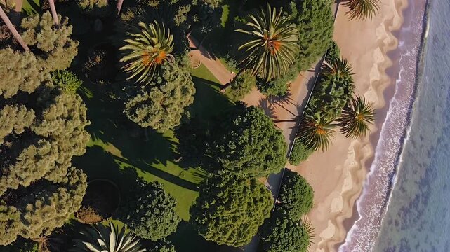 Top down drone footage captures Parque Ross in Chile with its centuries old native palm trees and coastal architecture this high resolution 4K overhead view celebrates heritage nature and peaceful