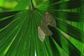Neochera Dominia  is a species of moth in the family Erebidae.The adult moths of this species are...