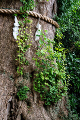 鎌倉25712　荏柄天神社8　ご神木