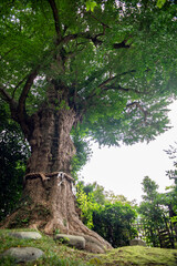 鎌倉25712　荏柄天神社1　ご神木