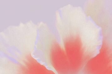抽象的, ぼかし, フラワーアート, 花, 柔らかい色, パステルカラー, アート写真, 背景用, 穏やか, やさしい雰囲気, ドリーミー, ピンク, オレンジ, ライトブルー, 霞んだ, 美しい背景, ふんわり, 柔らかい, 植物, 自然, 風景, 静けさ, 癒し, ソフトフォーカス, スローフォト, 花びら, 春, 芸術的, エレガント, グラデーション, ロマンチック, クリーン, ミニマル