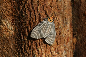 Neochera Dominia  is a species of moth in the family Erebidae.The adult moths of this species are...