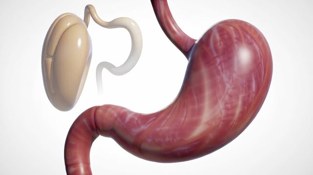 3D Render of the Human Stomach and Related Organs