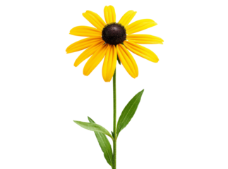 Single black eyed susan flower isolated on black background, Isolated On White, Transparent Background, Png Cut Out