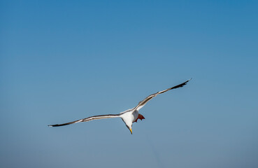 seagull flying in the sky
