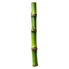 Obraz premium Green bamboo stalk isolated showing nodes and internodes