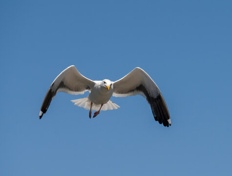 Seagull coming in for a landing